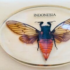 セミ　蝉　昆虫　標本　キーホルダー　本物　鑑賞　観察　せみ　美しい　虫　自然　ストラップ　3点の画像