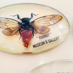 セミ　蝉　昆虫　標本　キーホルダー　本物　鑑賞　観察　せみ　美しい　虫　自然　ストラップ　3点の画像