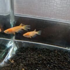 楊貴妃ヒレ長メダカ２匹の画像