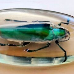 タマムシ　標本　キーホルダー　玉虫　美しい　大きい　たまむし　④の画像