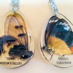 チョウ　昆虫　標本　キーホルダー　蝶　美しい　可愛い　本物　実物　2点の画像