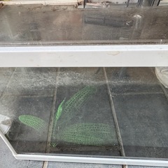 メダカ　無料手渡し
の画像