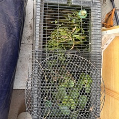 メダカ　無料手渡し
の画像