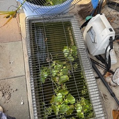 メダカ　無料手渡し
の画像