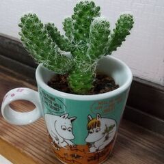 ミニ多肉植物とミニサボテンの画像