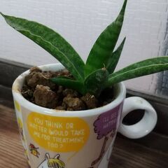 ミニ多肉植物とミニサボテンの画像