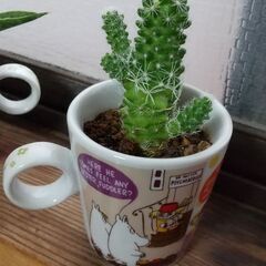 ミニ多肉植物とミニサボテンの画像