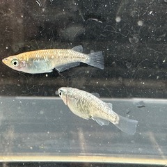 メダカ ラメ王 1ペア＋メスの画像