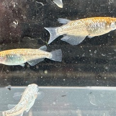 メダカ ラメ王 1ペア＋メスの画像