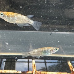 メダカ ラメ王 1ペア＋メスの画像