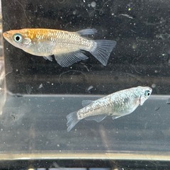 メダカ ラメ王 1ペア＋メスの画像