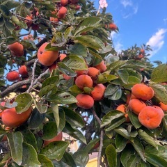 甘柿50円の画像