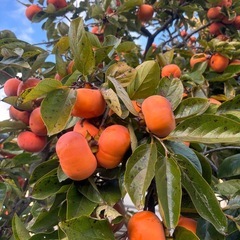 甘柿50円の画像