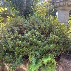 庭木（さつき）の画像