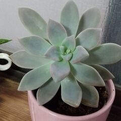 ミニ多肉植物とミニサボテンの画像