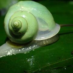 【送料無料】与那国島産アオミオカタニシ　5匹の画像