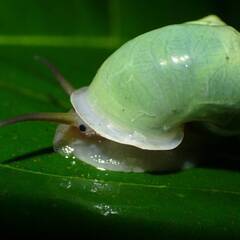 【送料無料】与那国島産アオミオカタニシ　5匹の画像