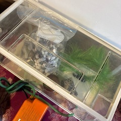 金魚飼育7点セットの画像