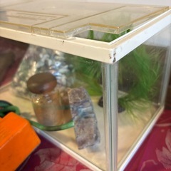 金魚飼育7点セットの画像