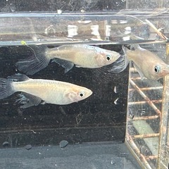 メダカ 天使の雫😇 1ペア＋メスの画像