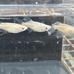 メダカ 天使の雫😇 1ペア＋メスの画像