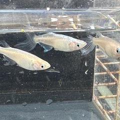 メダカ 天使の雫😇 1ペア＋メスの画像