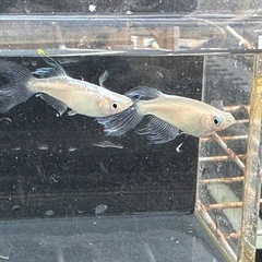 メダカ 天使の雫😇 1ペア＋メスの画像