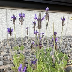 花苗　レースラベンダー　3株、ヘリクリサム1株の画像