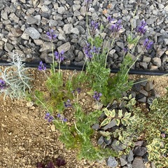 花苗　レースラベンダー　3株、ヘリクリサム1株の画像
