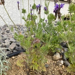 花苗　レースラベンダー　3株、ヘリクリサム1株の画像