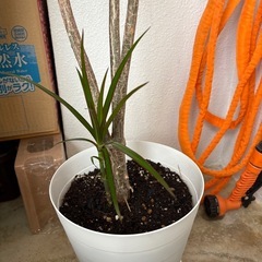 新しい芽も出て来ました！最終値下げ★ドラセナ・コンシンネ★？千年木の画像