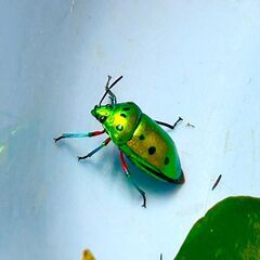 【送料無料】ナナホシキンカメムシ5匹　WDの画像