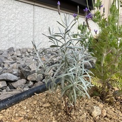 花苗　レースラベンダー　3株、ヘリクリサム1株の画像