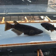 メダカ 黒心龍🐉 1ペア＋メスの画像
