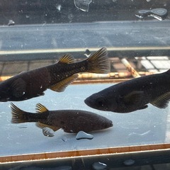 メダカ 黒心龍🐉 1ペア＋メスの画像