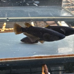 メダカ 黒心龍🐉 1ペア＋メスの画像