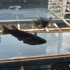 メダカ 黒心龍🐉 1ペア＋メスの画像