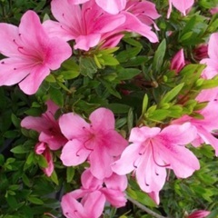 庭木（さつき）の画像