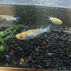 夜桜メダカオス1、メス2の画像