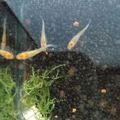 夜桜メダカオス1、メス2の画像