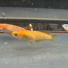 メダカ 蜜柑🍊1ペア＋メスの画像