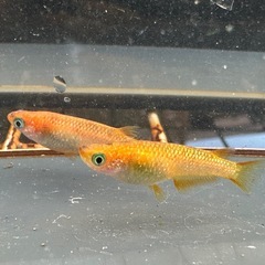メダカ 蜜柑🍊1ペア＋メスの画像