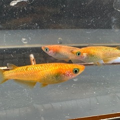 メダカ 蜜柑🍊1ペア＋メスの画像
