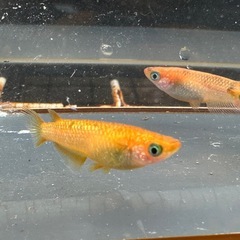 メダカ 蜜柑🍊1ペア＋メスの画像