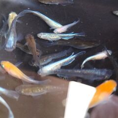 改良メダカ　MIXめだかKタイプ　30匹以上の画像