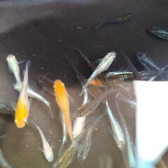 改良メダカ　MIXめだかKタイプ　30匹以上の画像