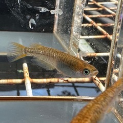 メダカ 来光カガミ鱗 1ペア＋メスの画像