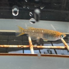 メダカ 来光カガミ鱗 1ペア＋メスの画像