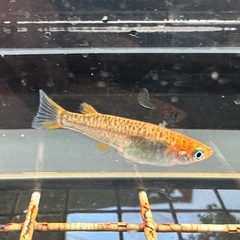 メダカ 来光カガミ鱗 1ペア＋メスの画像