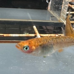 メダカ 来光カガミ鱗 1ペア＋メスの画像